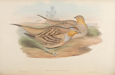 Pterocles guttatus by John Gould